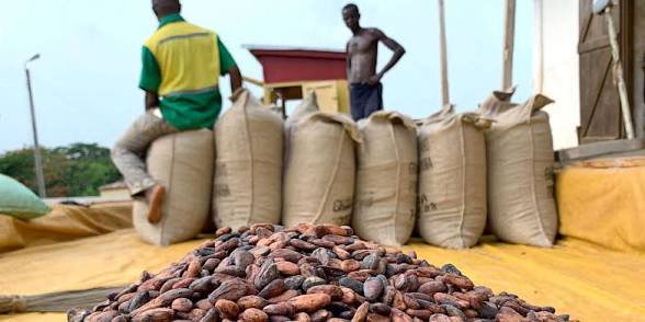 Cacao : Les 300 FCFA qui ont torpillé l’Initiative Côte d’Ivoire-GHANA, 50 000 tonnes déversées au Ghana dans le noir